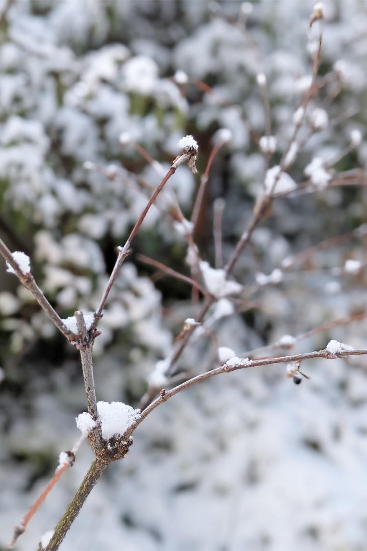 雪景色4