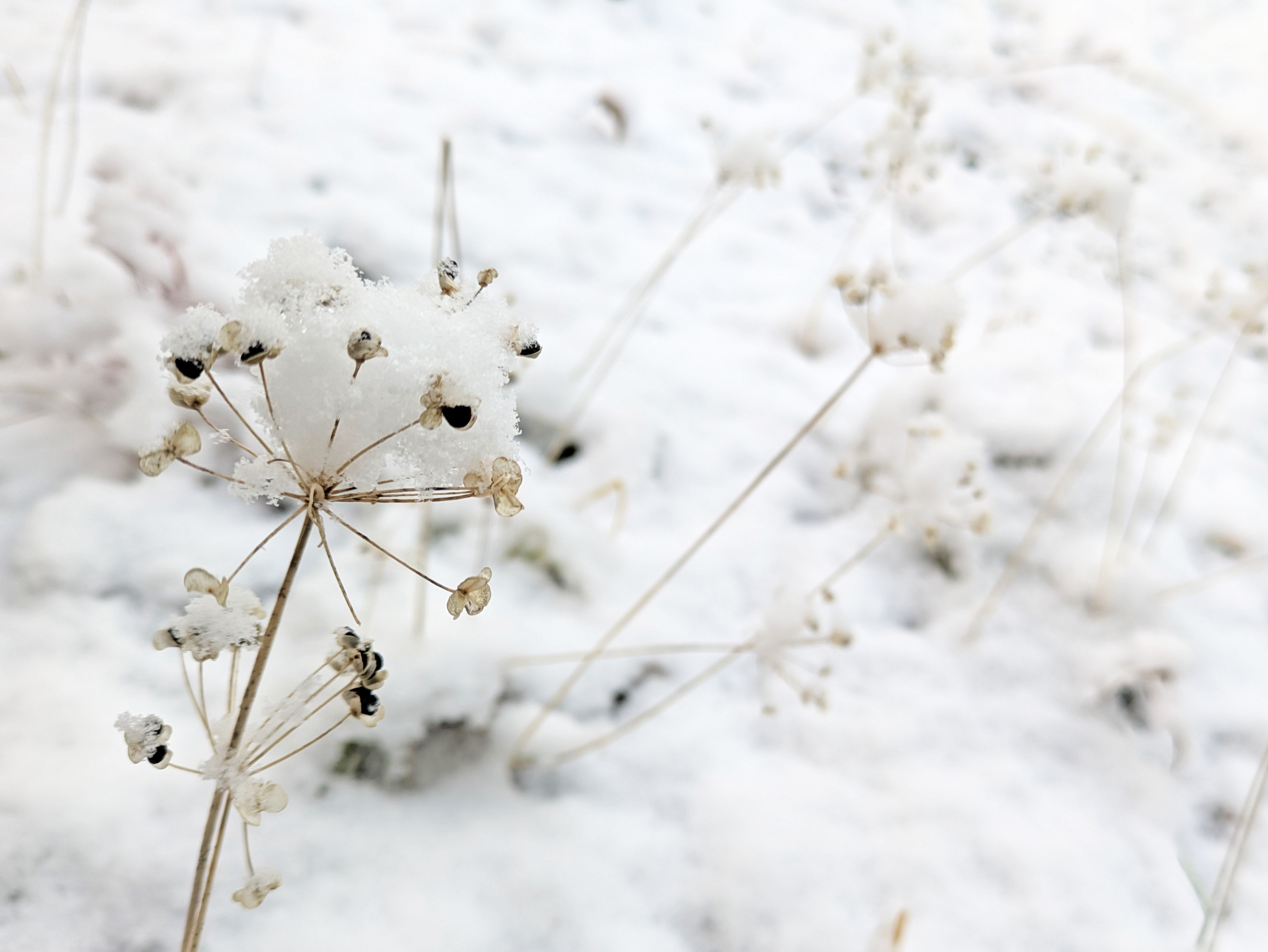 雪景色7